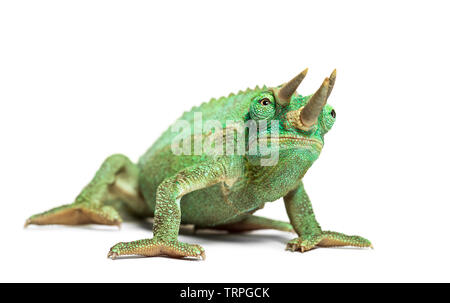 Vue avant du Jackson's horned chameleon, Trioceros jacksonii,, isolé sur blanc sur fond blanc Banque D'Images