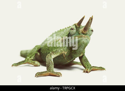 Vue avant du Jackson's horned chameleon, Trioceros jacksonii,, isolé sur blanc sur fond blanc Banque D'Images