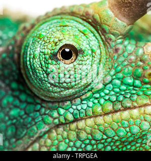 Gros plan sur l'œil un Jackson's horned chameleon, Trioceros jacksonii, looking at camera against white background Banque D'Images