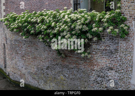 De plus en plus de fleurs blanches sur le haut d'un mur Banque D'Images