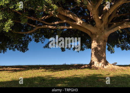 Seul gros arbre dans un parc en Australie Banque D'Images