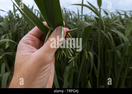 L'examen d'agriculteurs dans le développement des plantes d'avoine verte, champ cultivé, Close up of hand Banque D'Images