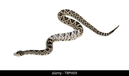 Crotalus atrox, western diamondback rattlesnake ou Texas diamond-dos, serpent venimeux contre fond blanc Banque D'Images