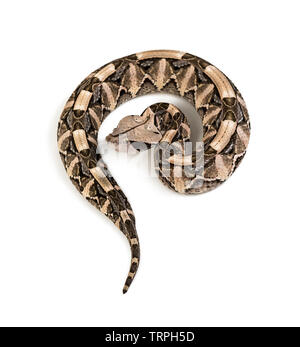 Bitis gabonica, Gaboon viper Bitis gabonica, , est une espèce de vipère venimeuse, against white background Banque D'Images
