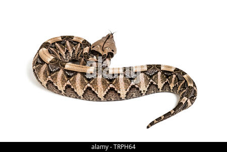 Bitis gabonica, Gaboon viper Bitis gabonica, , est une espèce de vipère venimeuse, against white background Banque D'Images