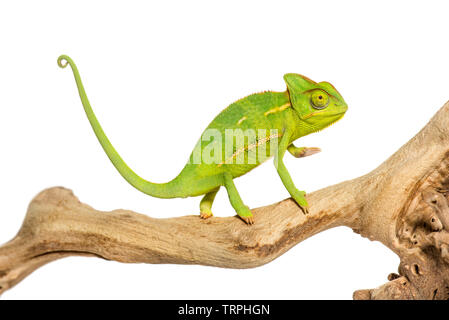 Caméléon, Chamaeleo chameleon, sur branch in front of white background Banque D'Images