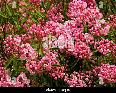 Les bourgeons et fleurs plissé d'ouverture de l'Evergreen Laurel, hardy montagne Kalmia latifolia Banque D'Images