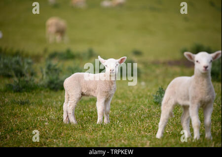 Printemps des agneaux et moutons au pré vert tourné contre un arrière-plan dans l'île de Wight, Royaume-Uni Banque D'Images