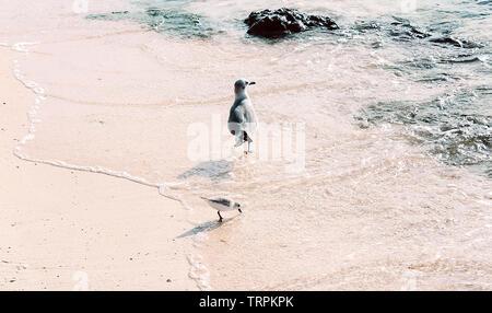 Avis d'un adulte et un bébé mouette marcher sur la plage le long de l'eau claire. L'heure d'été vacances. Banque D'Images