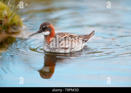 Le Phalarope à bec étroit - Islande Banque D'Images