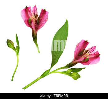 Ensemble d'alstroemeria rose fleurs et bourgeons isolated on white Banque D'Images