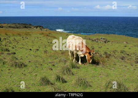 Vache brun et blanc sur la prairie de pâturage par l'océan Pacifique, l'île de Pâques, Chili, Amérique du Sud Banque D'Images