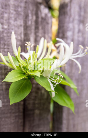 Gros plan de fleurs de chèvrefeuille blanc. Lonicera caprifolium floue sur fond vert, gros plan, macro. Banque D'Images