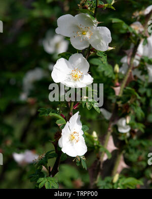 Rosa Sericea Pteracantha Banque D'Images