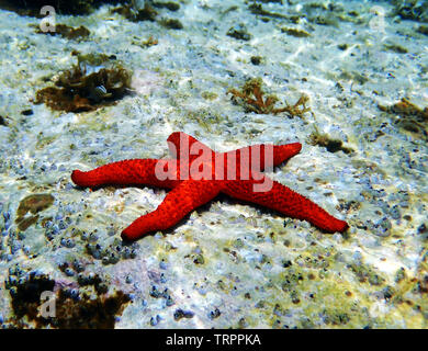 Méditerranée Mer Rouge Echinaster sepositus - Star Banque D'Images