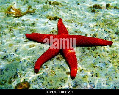Méditerranée Mer Rouge Echinaster sepositus - Star Banque D'Images