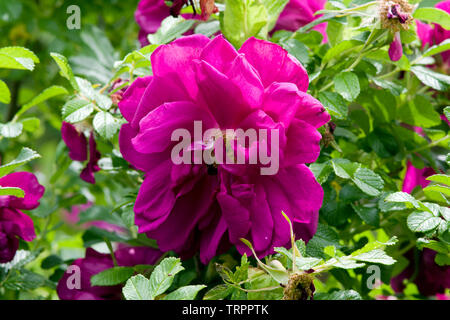 Rose 'Roseraie de l'Hay' Banque D'Images