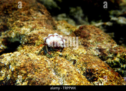 Petites Méditerranée - l'ermite Clibanarius erythropus Banque D'Images