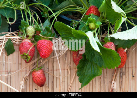 HCMC Vietnam, les fraisiers en pots avec des fruits mûrs Banque D'Images
