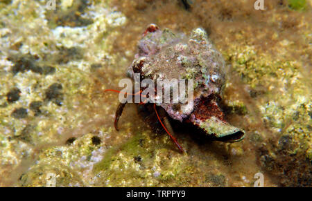 Petites Méditerranée - l'ermite Clibanarius erythropus Banque D'Images