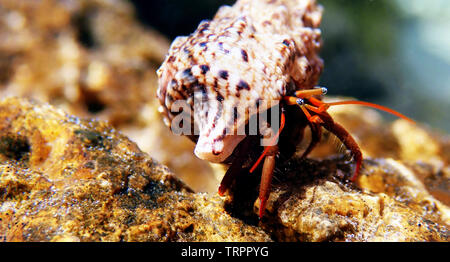 Petites Méditerranée - l'ermite Clibanarius erythropus Banque D'Images