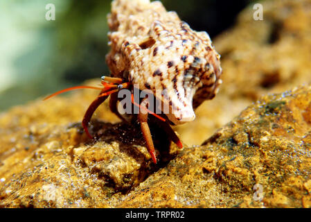 Petites Méditerranée - l'ermite Clibanarius erythropus Banque D'Images