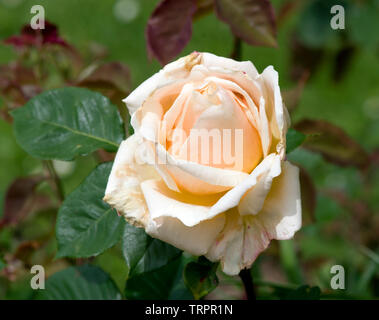 Rosa 'Diamond Jubilee' Banque D'Images