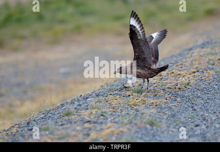 Grand Labbe ou Stecorarius Bonxie [skua] - Islande Banque D'Images