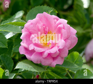 Rosa Canina 'Physocarpus opulifolius Dart's Gold' Banque D'Images