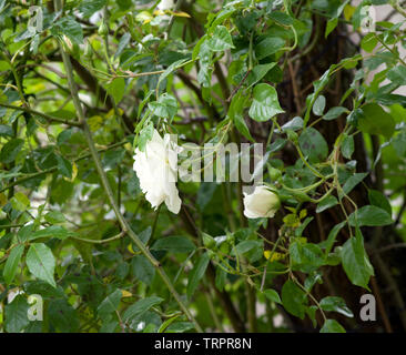 Grimpeur Iceberg Rose Banque D'Images