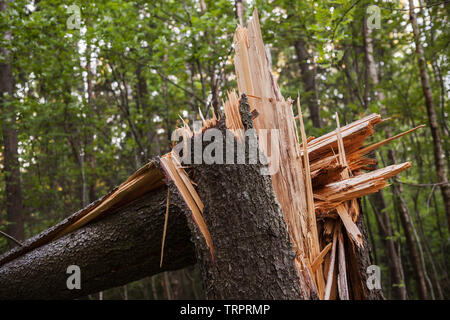 Broken epicéa tronc d'arbre dans une forêt Banque D'Images