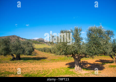 Olive Grove. Fuente El Fresno, Ciudad Real province, Castilla La Mancha, Espagne. Banque D'Images