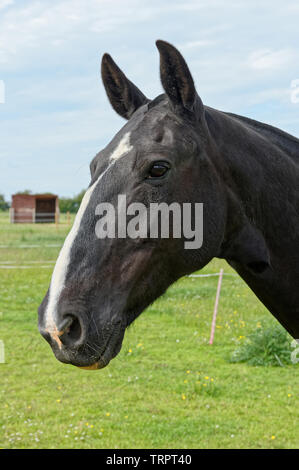 Portrait d'un cheval noir et blanc dans un enclos Banque D'Images