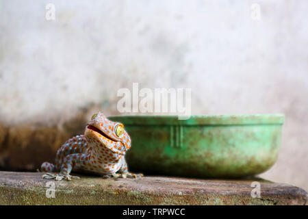 Gecko est tombée du mur dans le réservoir d'eau et monté sur le bord du bassin Banque D'Images