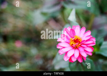 En fleurs de couleur magenta Zinnias et flou fond feuilles ,il est plus facile de cultiver les plantes et fleurs très rapidement Banque D'Images