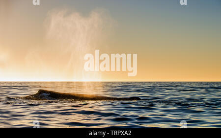 La baleine représente la fontaine de la vapeur sur fond de ciel coucher de soleil. Des baleines fontaine puissant tout en respirant après la plongée dans la mer. W à bosse Banque D'Images