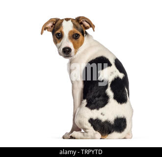 Vue arrière du Fox Terrier chien, 3 mois, in front of white background Banque D'Images