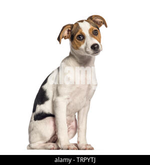Le fox terrier, 3 months old, in front of white background Banque D'Images