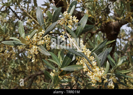 Les fleurs et les feuilles d'oliviers Banque D'Images