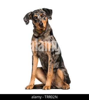 Beauceron, 15 years old, in front of white background Banque D'Images