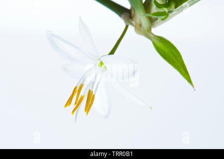 Fleur Plante araignée close up Banque D'Images