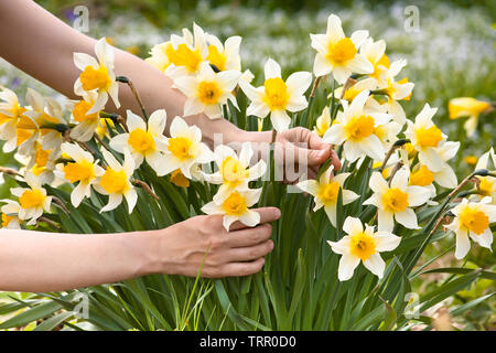 Cueillette de fleurs de narcisses mains dans le jardin, gros plan Banque D'Images