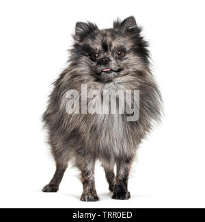 , 5mois Pomeranian, standing against white background Banque D'Images