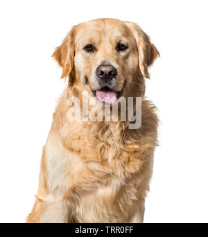 Golden Retriever against white background Banque D'Images