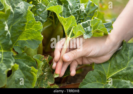 Cueillette à la main des feuilles de rhubarbe dans le jardin, gros plan Banque D'Images