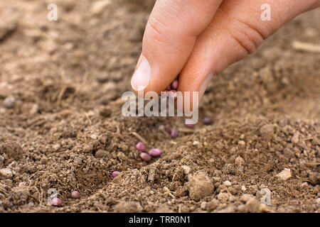 La main de planter des graines dans le sol dans le jardin Banque D'Images