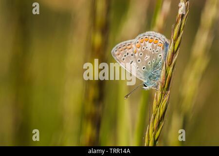 Papillon bleu commun avec orange, marron, blanc et bleu couleurs et points noirs assis à l'envers sur un morceau d'herbe verte. Jour d'été ensoleillé. Banque D'Images