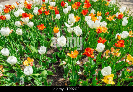 Rouge blanc et jaune tulipes fleurs au printemps. Banque D'Images