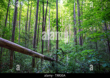 Tôt le matin, la lumière du soleil filtre à travers une forêt dense dans la forêt nationale de Pisgah dans la Caroline du Nord des montagnes. Banque D'Images