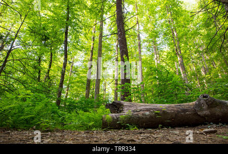 La lumière du soleil filtre à travers les arbres dans la forêt nationale de Pisgah dans les montagnes de Caroline du Nord. Banque D'Images